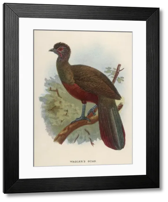 Framed Print : Waglers Guan Framed Print : Waglers Guan