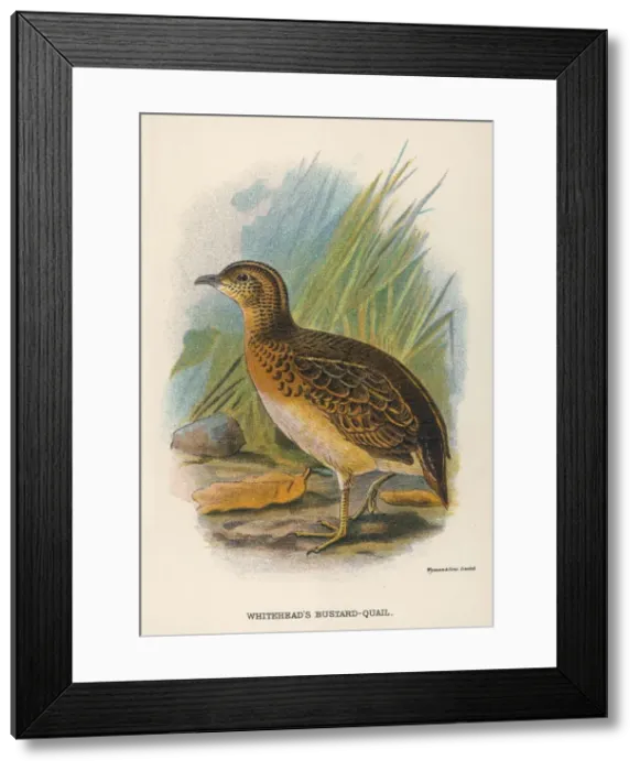 Framed Print : Bustard-Quail Framed Print : Bustard-Quail