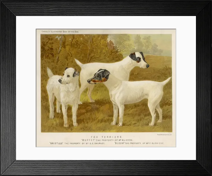 Framed Print : Fox Terriers (Shaw) Framed Print : Fox Terriers (Shaw)
