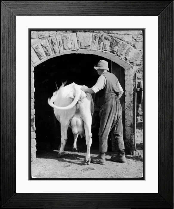 Framed Print : Milking Time Framed Print : Milking Time