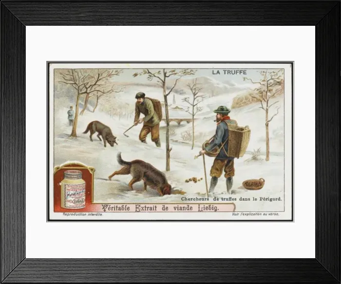 Framed Print : Truffles Liebig 1 Framed Print : Truffles Liebig 1