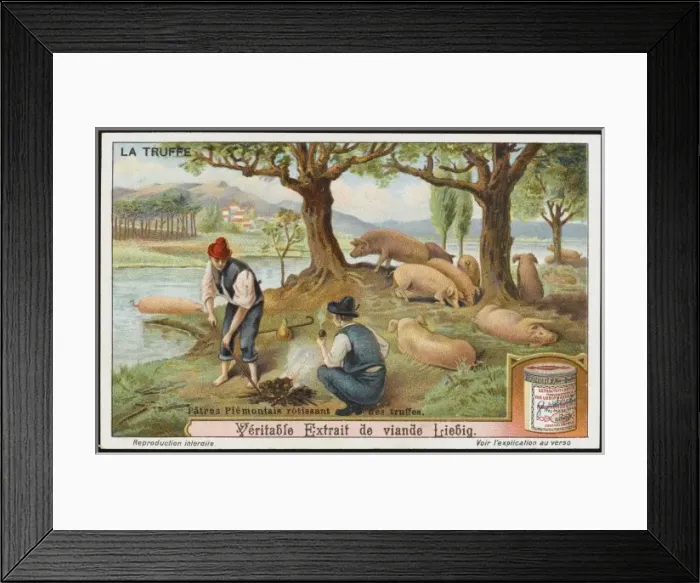 Framed Print : Truffles Liebig 2 Framed Print : Truffles Liebig 2
