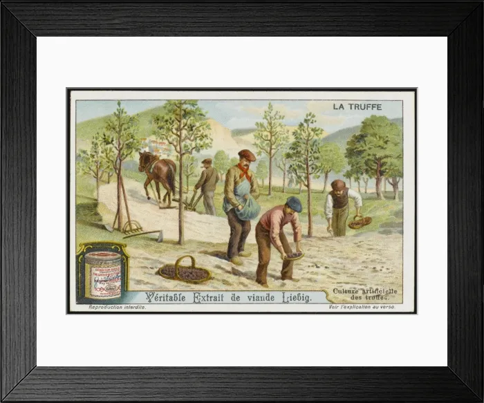 Framed Print : Truffles Liebig 4 Framed Print : Truffles Liebig 4