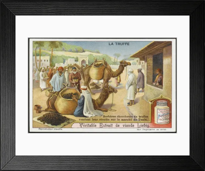 Framed Print : Truffles Liebig 6 Framed Print : Truffles Liebig 6