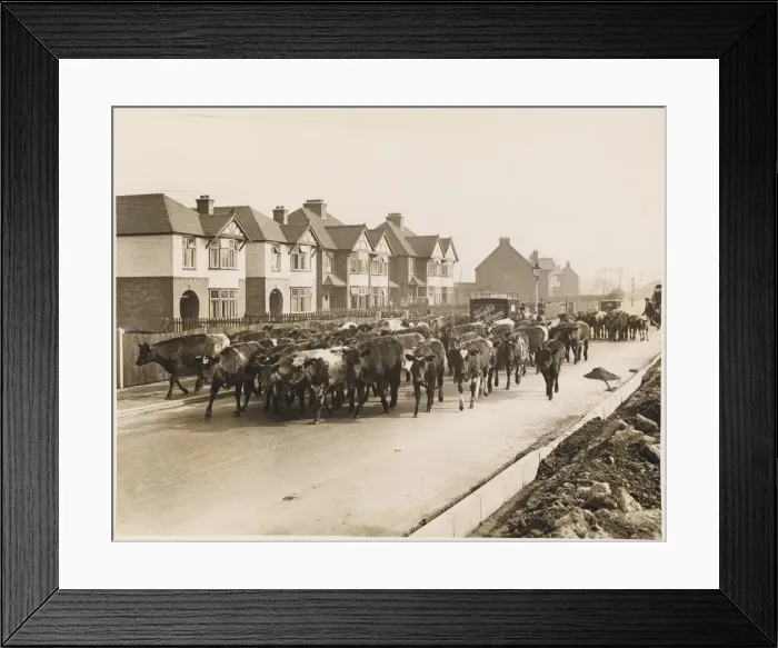 Framed Print : Cattle Going to Market Framed Print : Cattle Going to Market