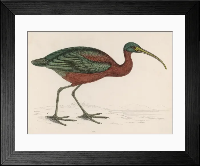 Framed Print : An Ibis / Morris Framed Print : An Ibis / Morris