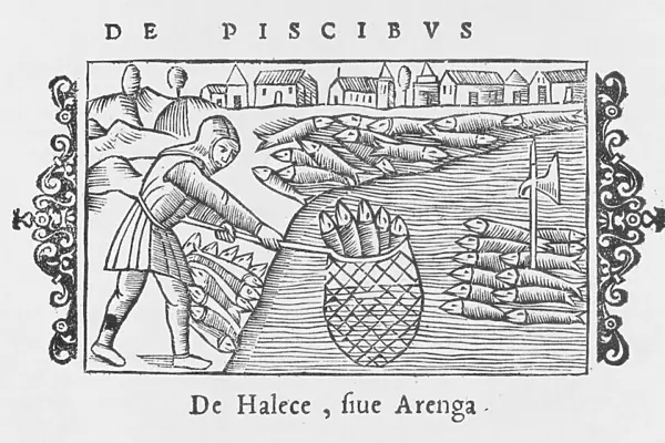 Herring Fishing 1555
