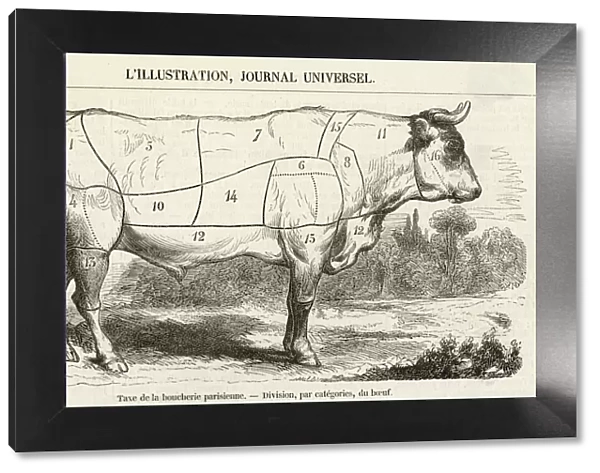 Beef Cuts Diagram 1855
