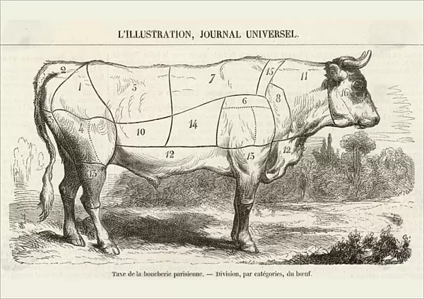 Beef Cuts Diagram 1855