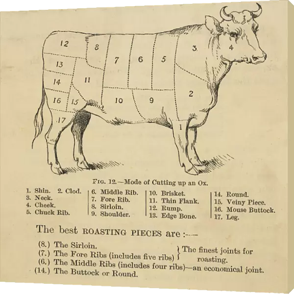 Ox Cuts Diagram