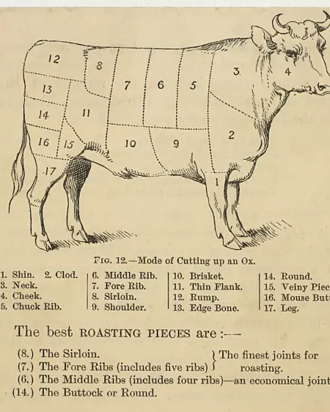 Ox Cuts Diagram