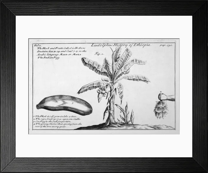 Framed Print : Banana Tree / 18th Century Framed Print : Banana Tree / 18th Century