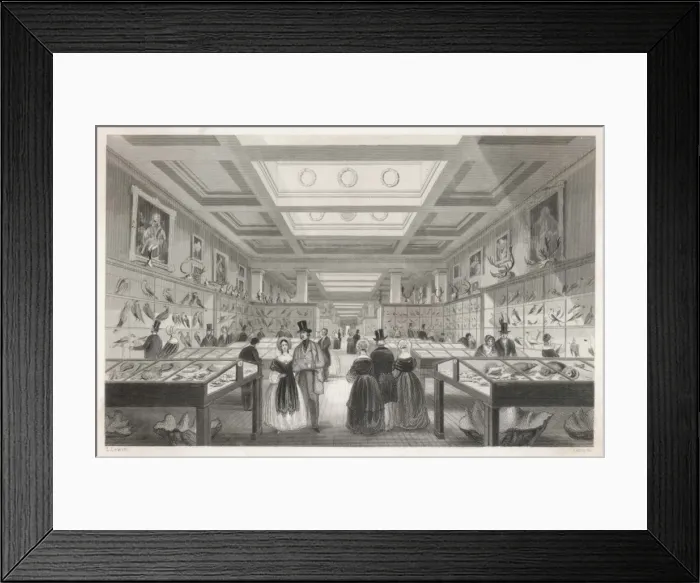 Framed Print : British Museum Zoologica Framed Print : British Museum Zoologica