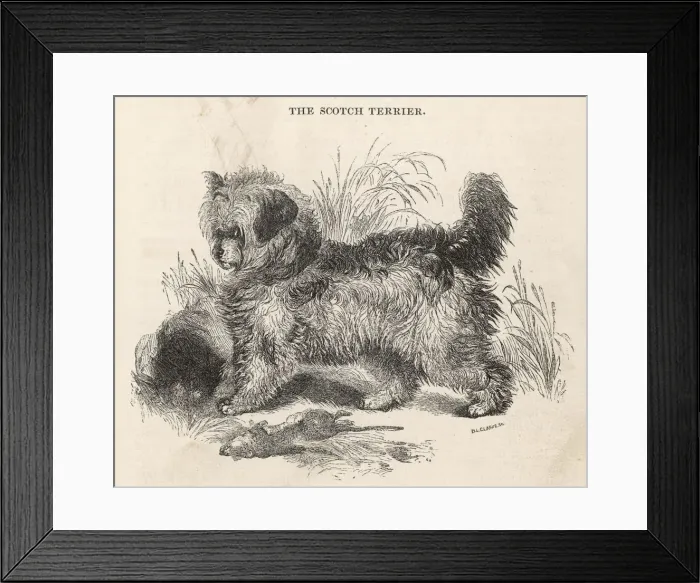 Framed Print : Scotch Terrier Framed Print : Scotch Terrier