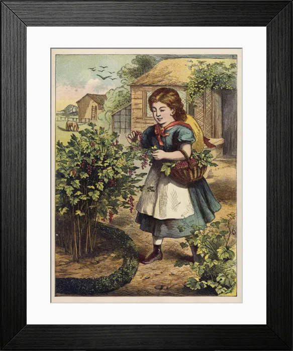 Framed Print : Picking Redcurrants Framed Print : Picking Redcurrants