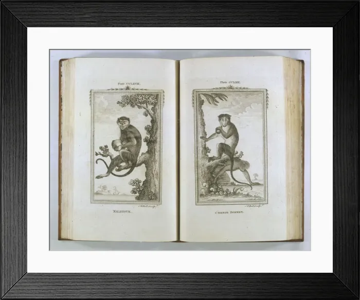 Framed Print : Buffon / Monkeys Framed Print : Buffon / Monkeys