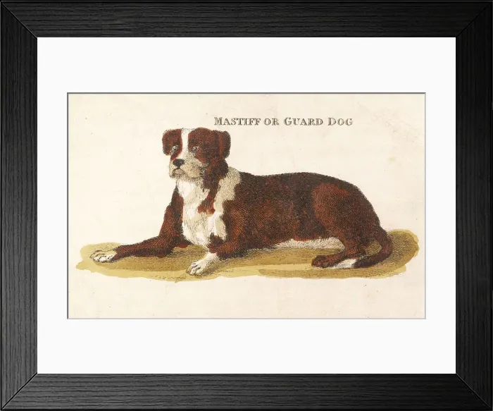 Framed Print : Guard Dog, Lying Dog Framed Print : Guard Dog, Lying Dog