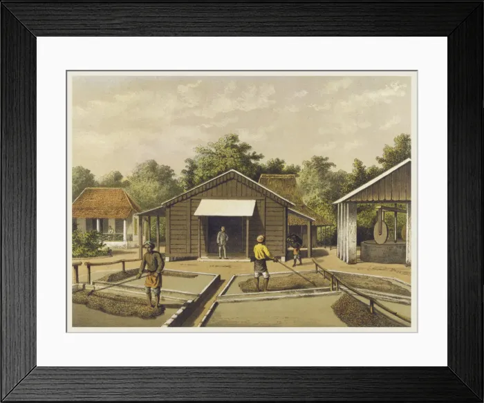 Framed Print : Drying Coffee Beans Framed Print : Drying Coffee Beans