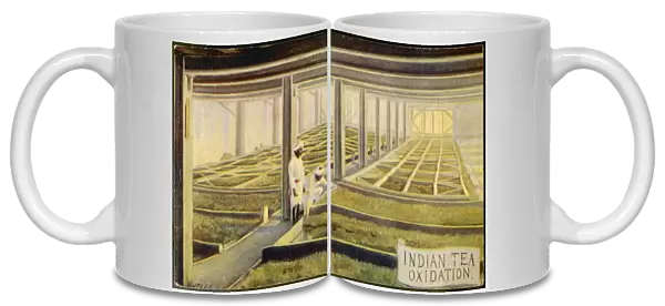 Oxidising Tea, India