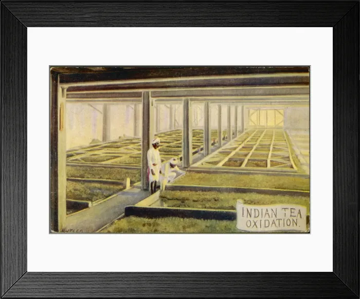 Framed Print : Oxidising Tea, India