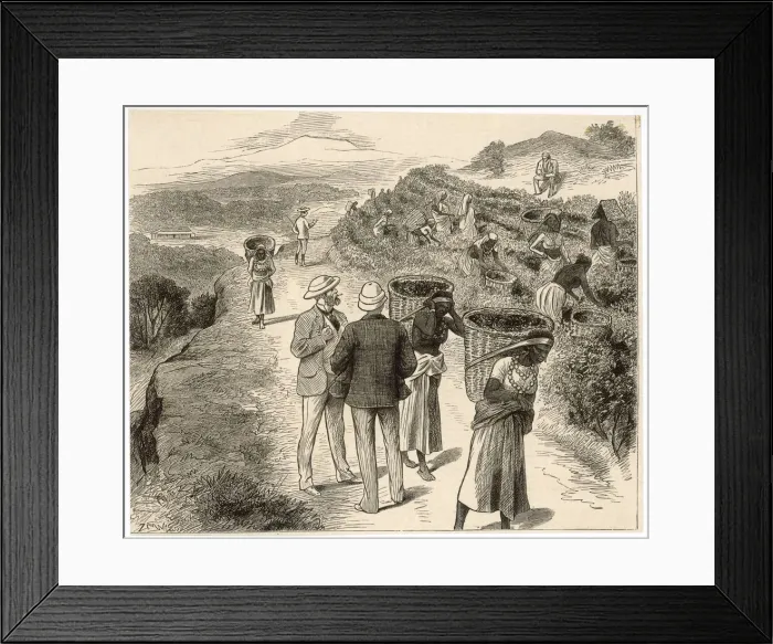 Framed Print : Bengal Tea Plantation Framed Print : Bengal Tea Plantation