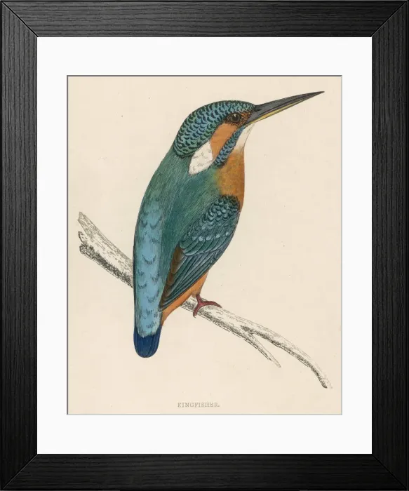 Framed Print : Kingfisher / Morris Framed Print : Kingfisher / Morris