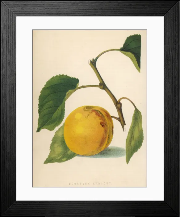 Framed Print : Moor Park Apricot Framed Print : Moor Park Apricot