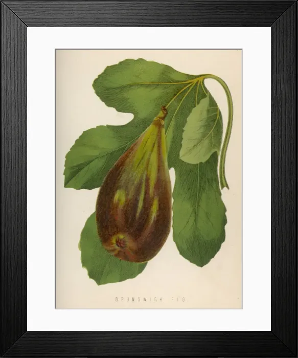 Framed Print : Brunswick Fig / 1871 Framed Print : Brunswick Fig / 1871