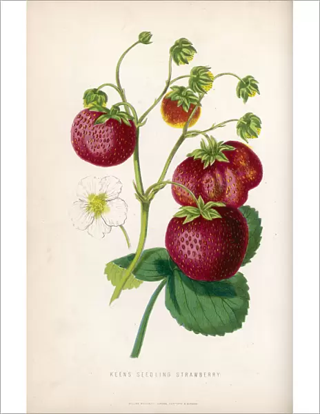 Strawberry  /  1871