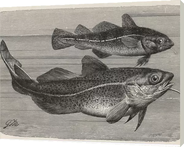 Engraving of a Cod  /  1895