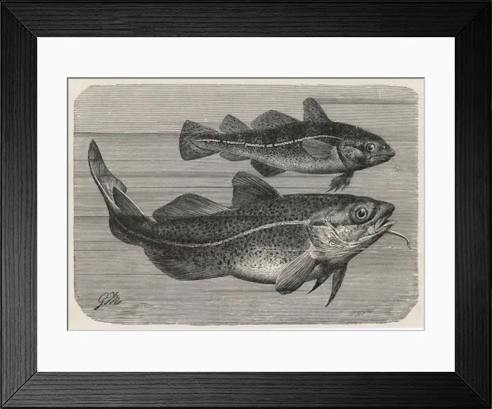Framed Print : Engraving of a Cod / 1895 Framed Print : Engraving of a Cod / 1895