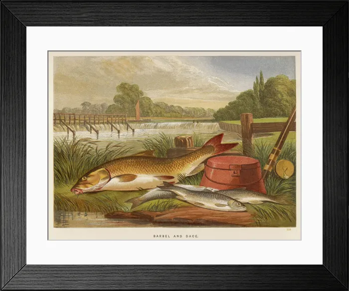 Framed Print : A Barbel and a Dace Framed Print : A Barbel and a Dace