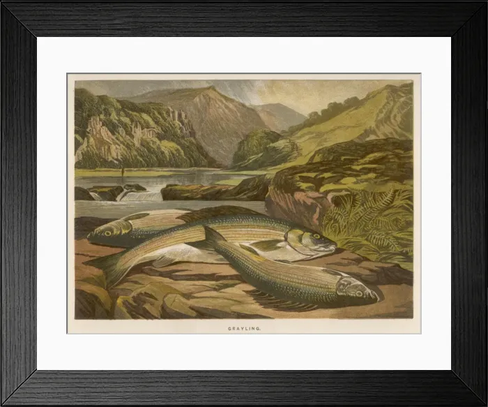 Framed Print : A GRAYLING / 1864 Framed Print : A GRAYLING / 1864