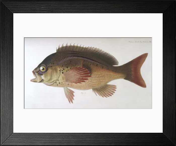 Framed Print : SEA PERCH / 1849 Framed Print : SEA PERCH / 1849