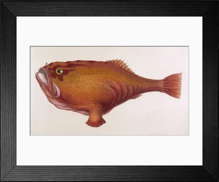 Framed Print : Red Angler Fish / 1849 Framed Print : Red Angler Fish / 1849