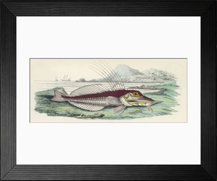 Framed Print : Armour Fish / 1860 Framed Print : Armour Fish / 1860