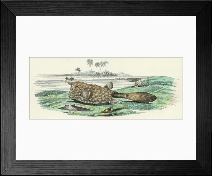 Framed Print : BULL FISH / 1860 Framed Print : BULL FISH / 1860