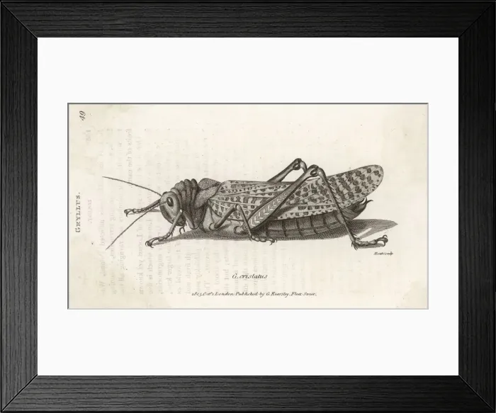 Framed Print : Grasshopper Framed Print : Grasshopper