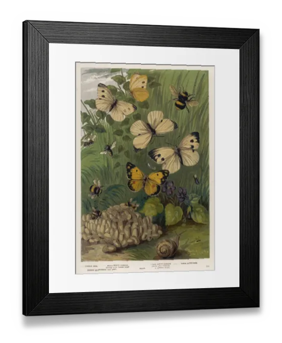 Framed Print : Cabbage White Butterfly Framed Print : Cabbage White Butterfly