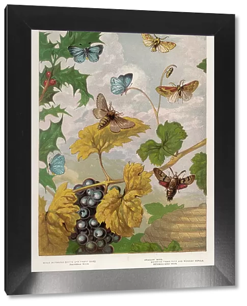 Heath Butterfly 1860