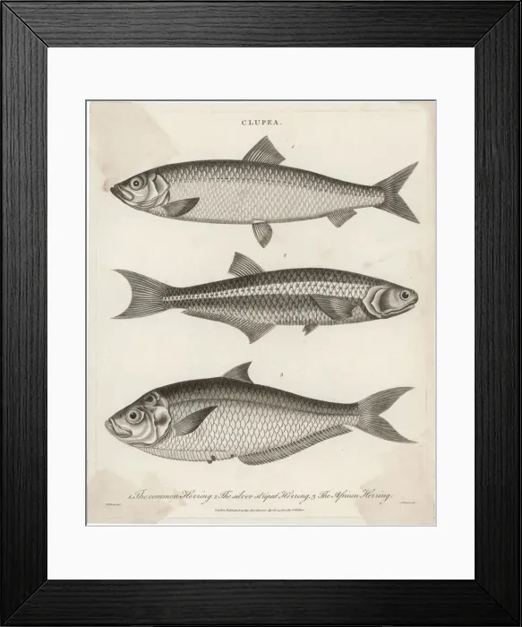 Framed Print : Three Types of Herring Framed Print : Three Types of Herring