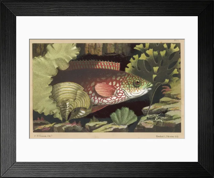 Framed Print : A WRASSE / 1856 Framed Print : A WRASSE / 1856