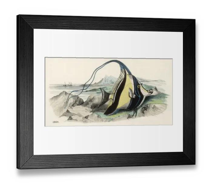 Framed Print : Pennant Fish / 1860 Framed Print : Pennant Fish / 1860