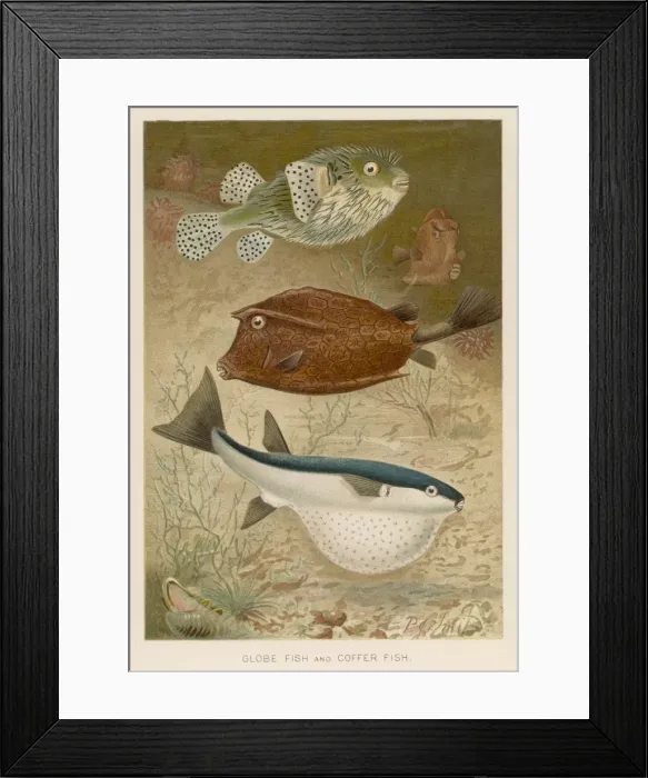 Framed Print : Globe and Coffer Fish Framed Print : Globe and Coffer Fish