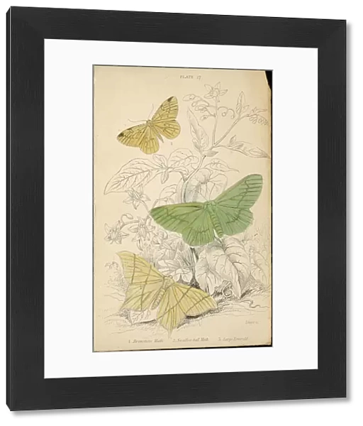 Moths  /  Lizars 1880