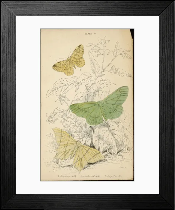 Framed Print : Moths / Lizars 1880 Framed Print : Moths / Lizars 1880