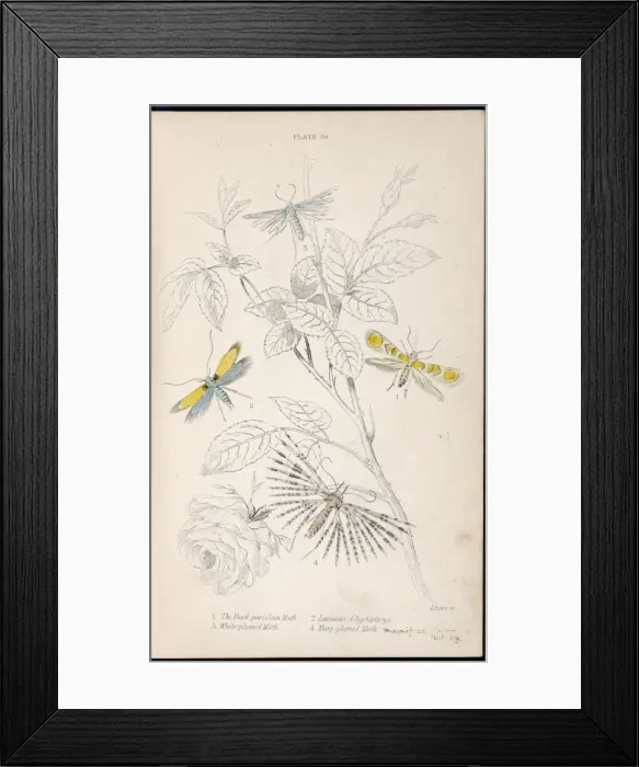 Framed Print : Four Nice Moths Framed Print : Four Nice Moths