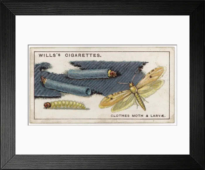 Framed Print : Clothes Moth Framed Print : Clothes Moth