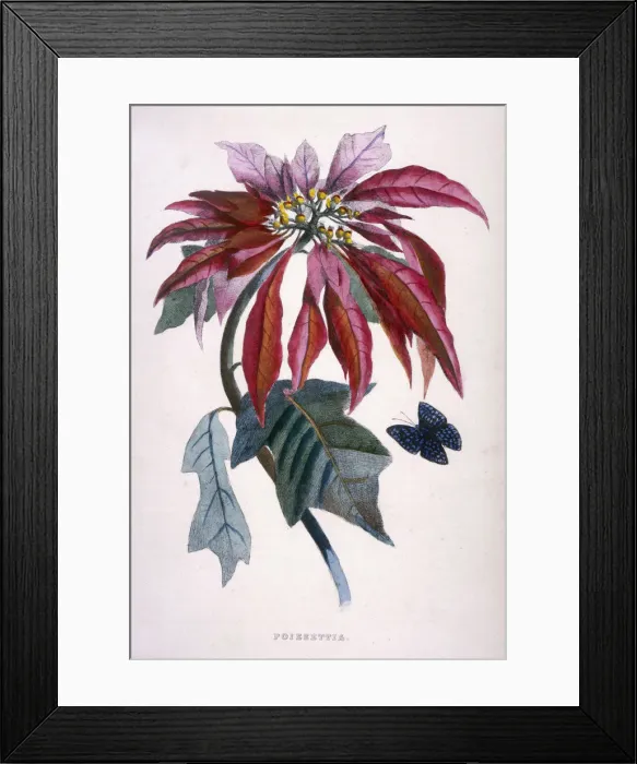 Framed Print : POINSETTIA Framed Print : POINSETTIA