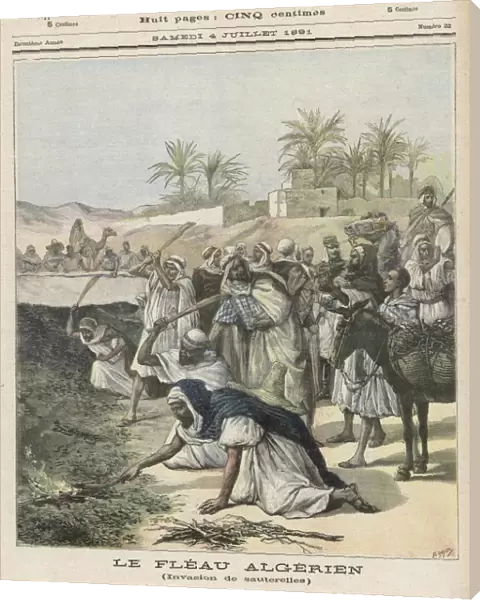 Locust Plague Algeria